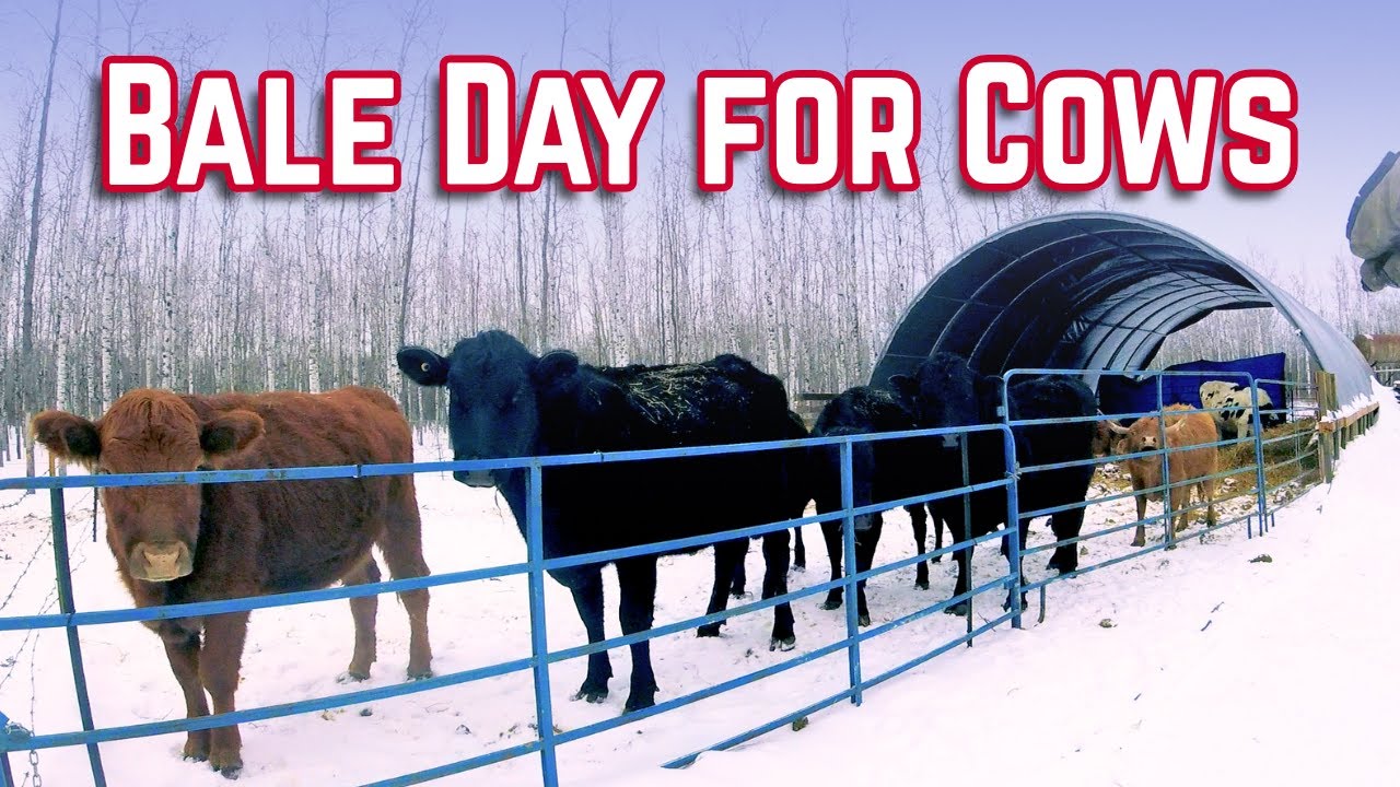 Filling Feeder for the Cows