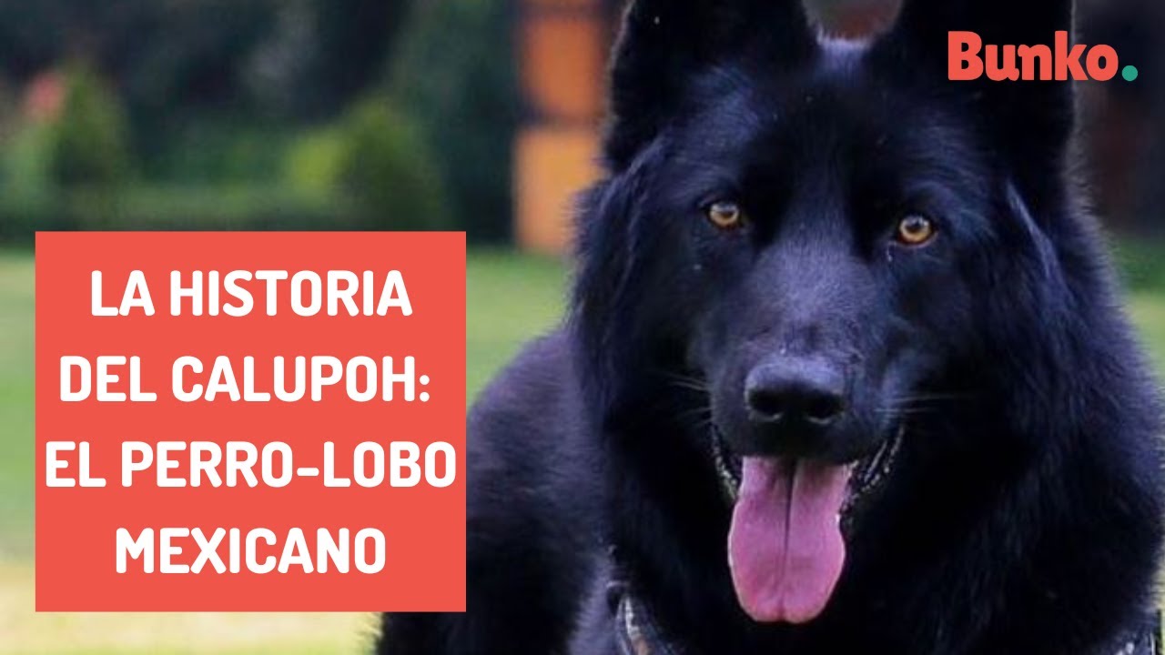 La historia del Calupoh: el perro-lobo mexicano