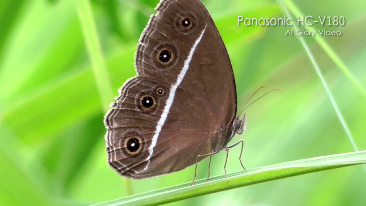 Test Camcorder Panasonic HC V180, macro, timelapse & Zooming