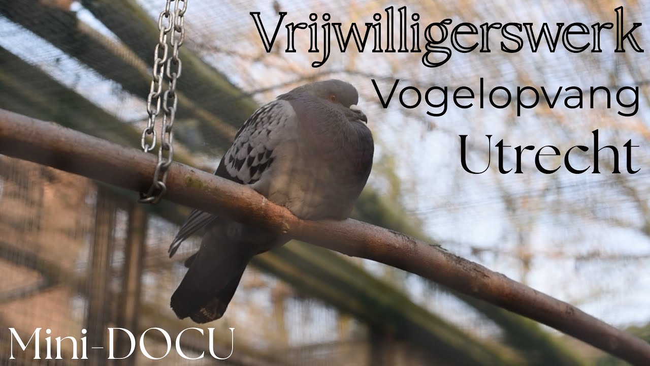 Vrijwilligerswerk Vogelopvang Utrecht // MINI-DOCU