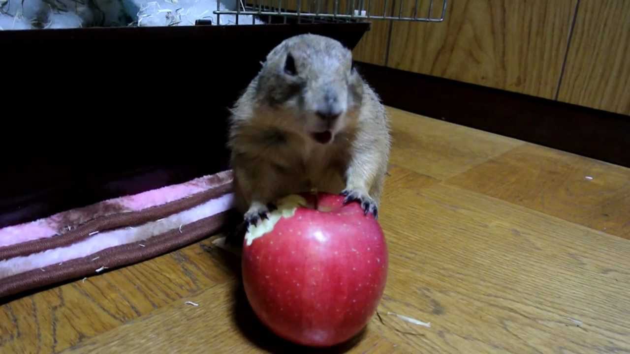 リンゴ丸齧り！プレーリードッグ