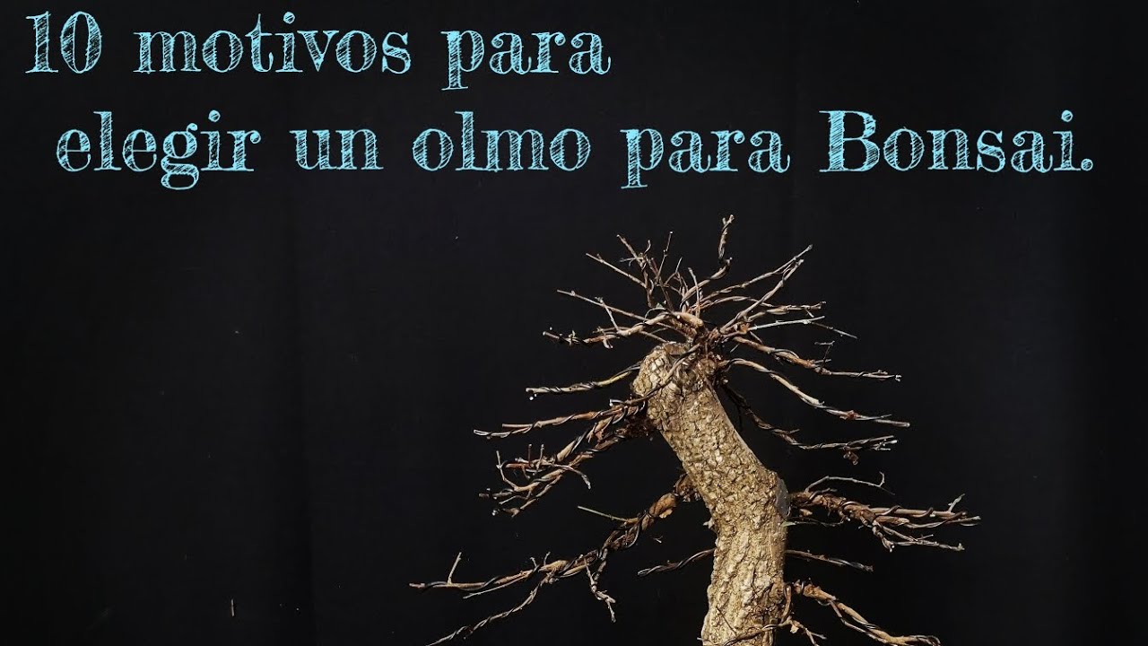 10 motivos para elegir un olmo para Bonsai...
