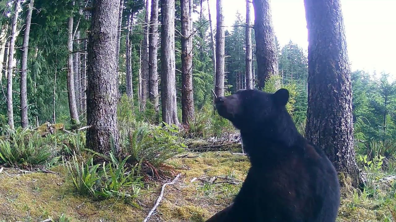 West Coast Vancouver Island trail cam
