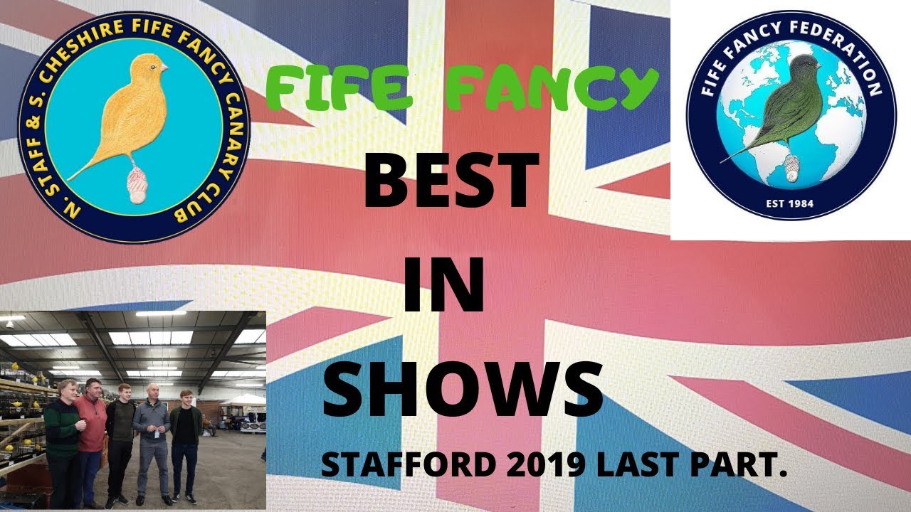FIFE FANCY, ALL BEST IN SHOW STAFFORD  2019 FIFE FANCY STAFFORD 2019, BEST IN SHOWS.