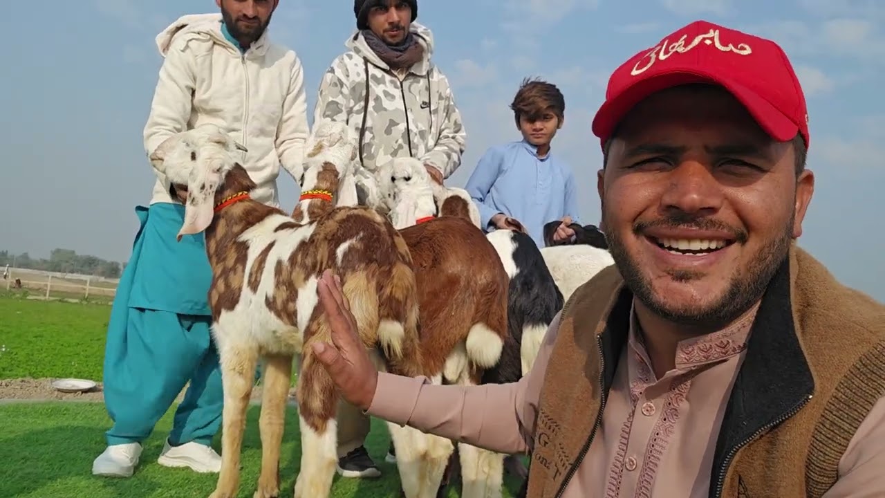 goat farm video 2025 😱