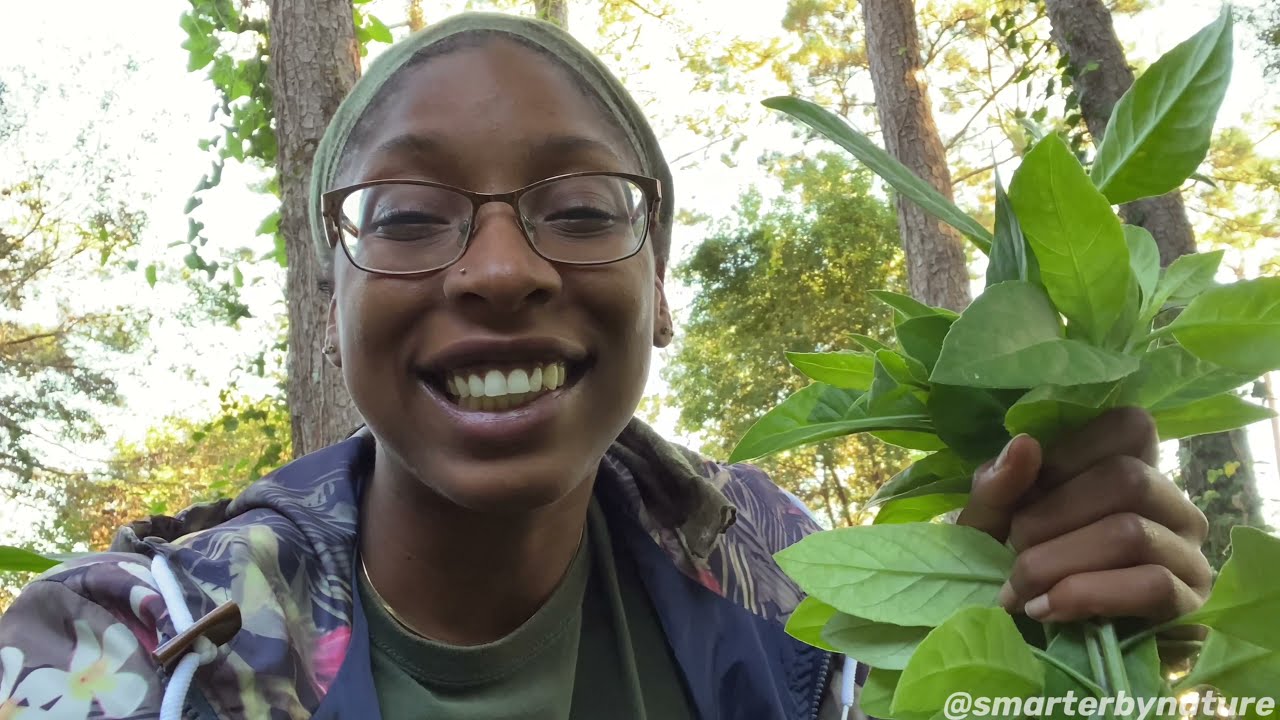 Growing Longevity Spinach | Gardening in the Shade