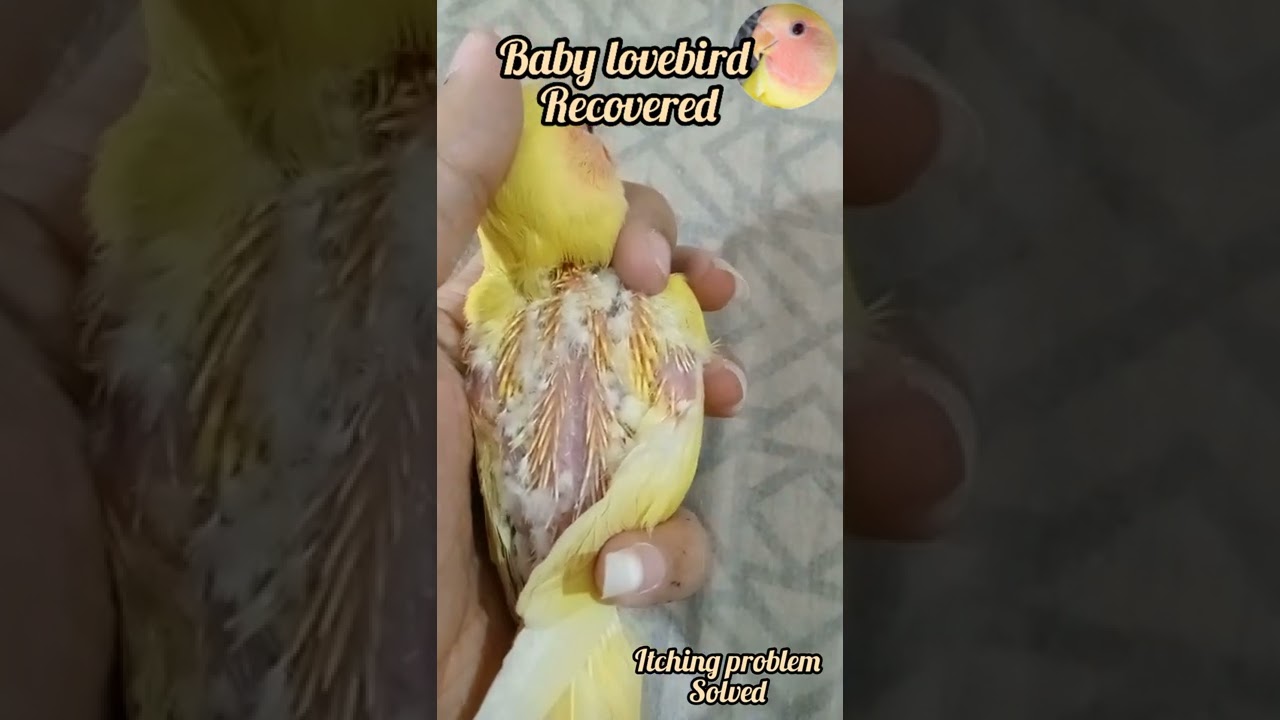 lovebird itching problem solved 