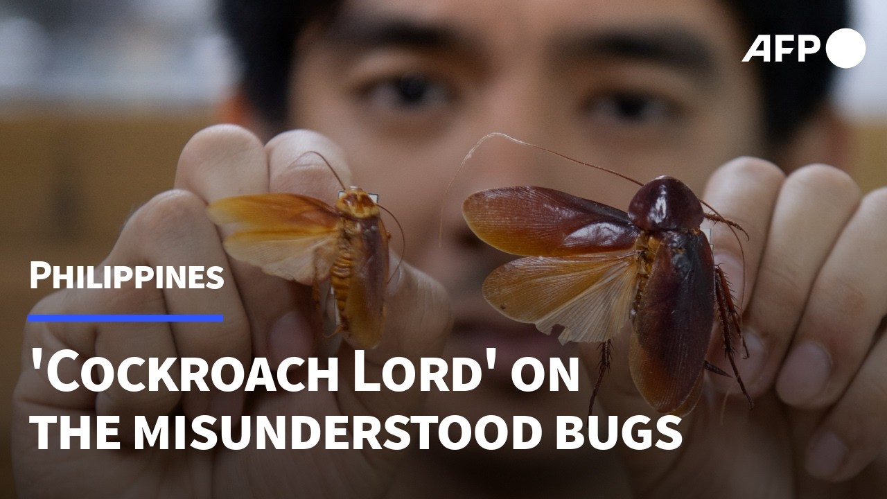 Philippines' 'Cockroach Lord' goes to bat for misunderstood bugs | AFP