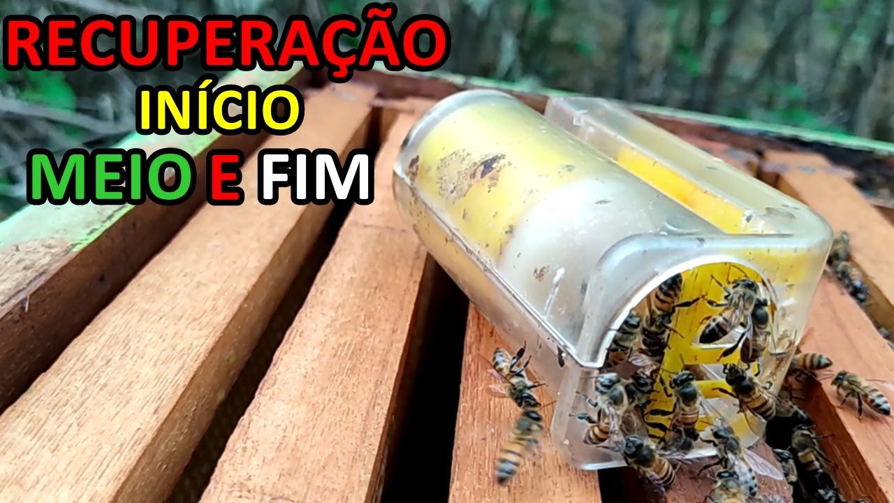 VEJA COMO IDENTIFICAR E RECUPERAR COLMEIA SEM RAINHA PASSO A PASSO