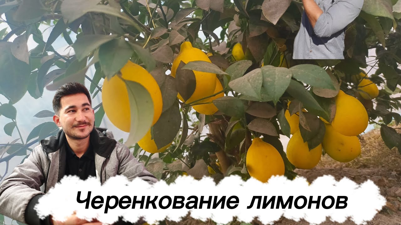 Как правильно размножить лимонов? #garden #черенки #растения #лимоны #участок #огород #парник #сад