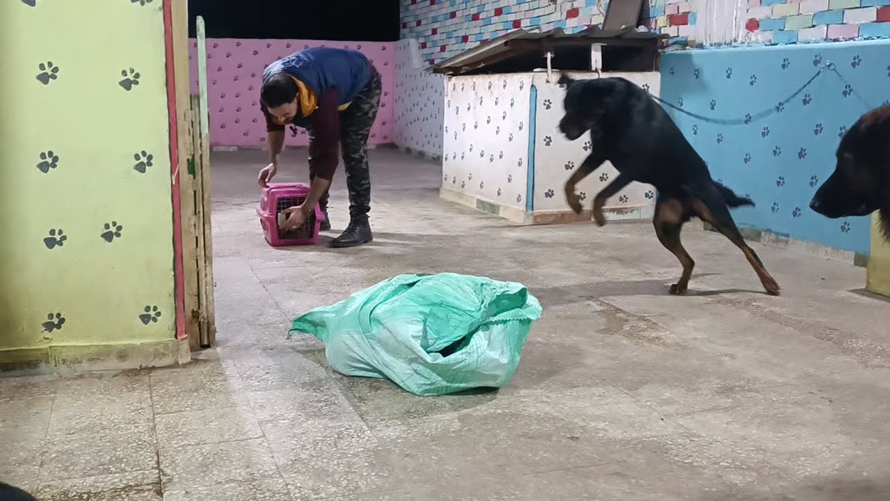 انتظروااااا فيديو اسطوري بكره الساعه 2