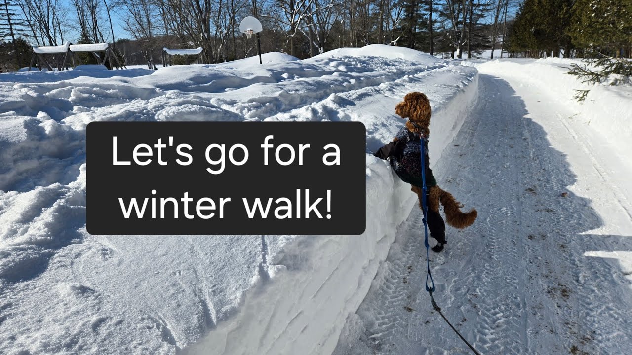 Take puppy for a winter walk!