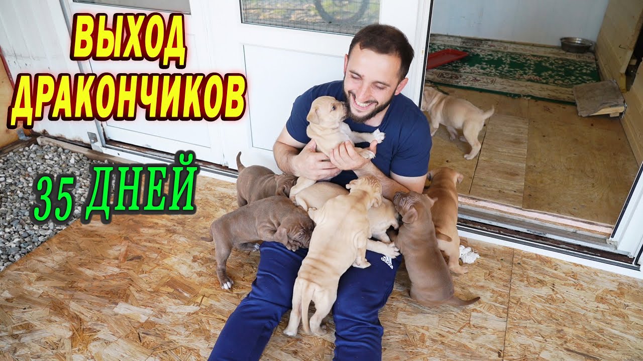 Выход Дракончиков. Щенкам питбуля 35 дней. Питбуль Багира защитили щенков от Мусы.