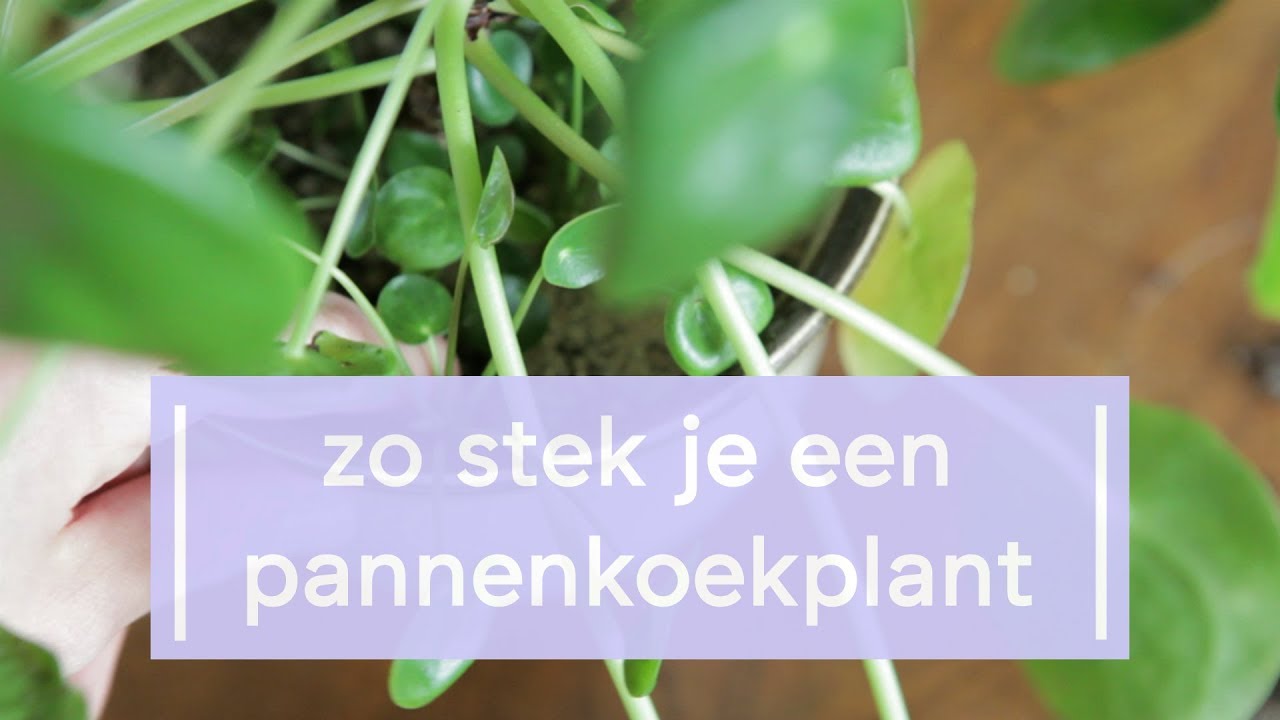 Pannenkoekplant Stekken - Super Groene Vingers