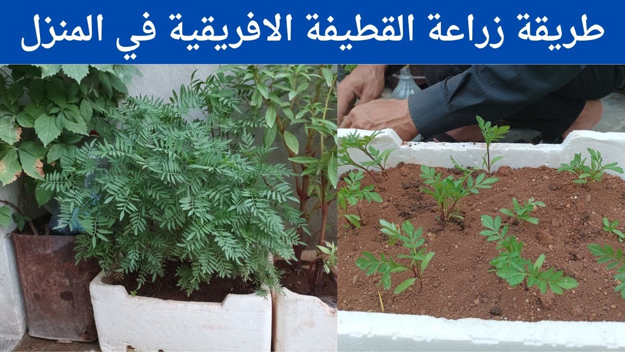 طريقة زراعة نبتة القطيفة الافريقية في المنزل ببساطه