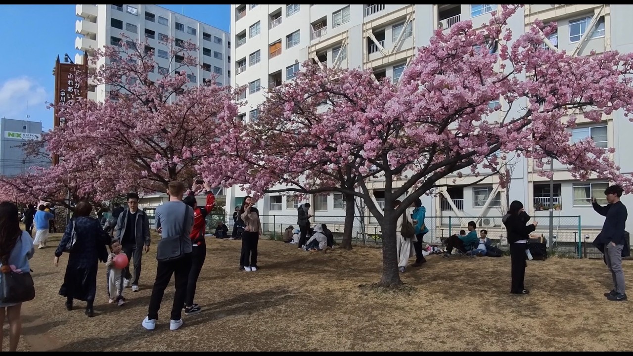 Early cherry blossoms, Old Nakagawa river Kawazu, Hirai, Tokyo, February 2026 - Daytime walk 4K