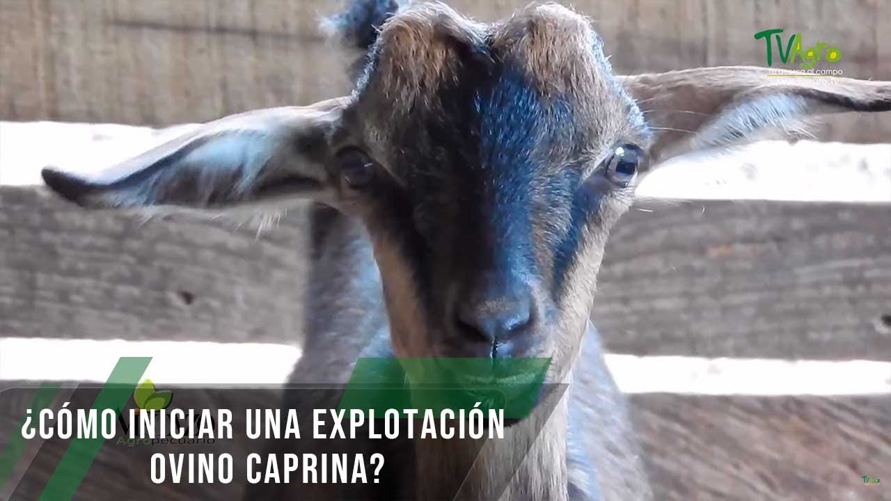 Cómo iniciar una explotación ovino caprina - TvAgro por Juan Gonzalo Angel Restrepo