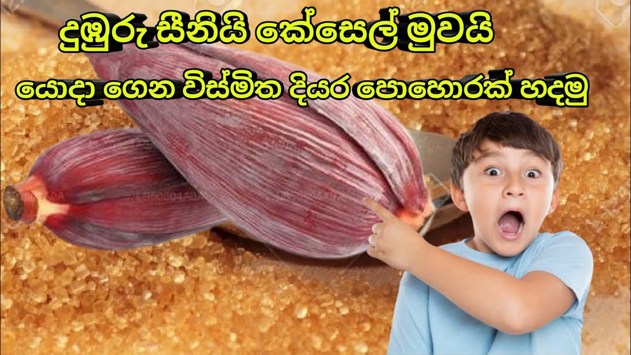 විස්මිත දියර පොහොරක් යන්නේ කෙසෙල් මුවයි රතු සීනියි | @myvlogs | #කාබනිකපොහොර | #ගෙවතුවගාව | #ගොවිතැන