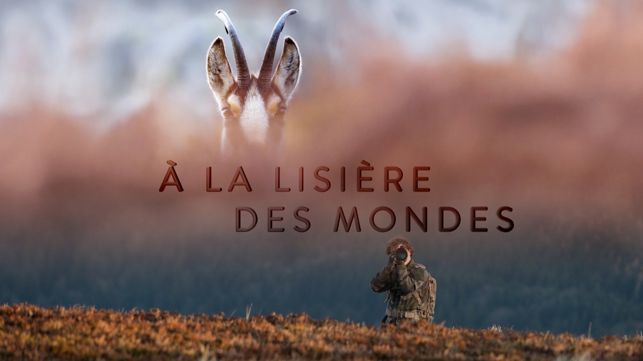 Docu animalier - backstages affût et approche dans le Cantal