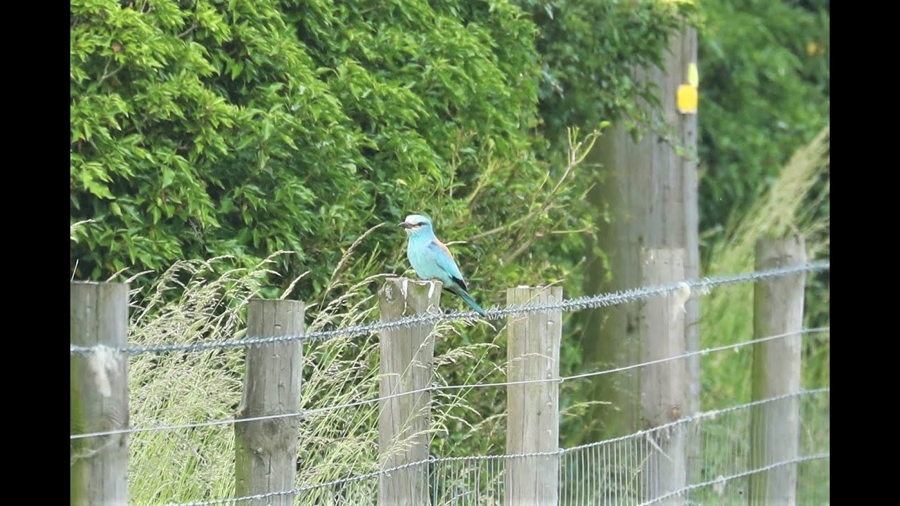 European Roller, Icklingham, Suffolk, 23/6/21