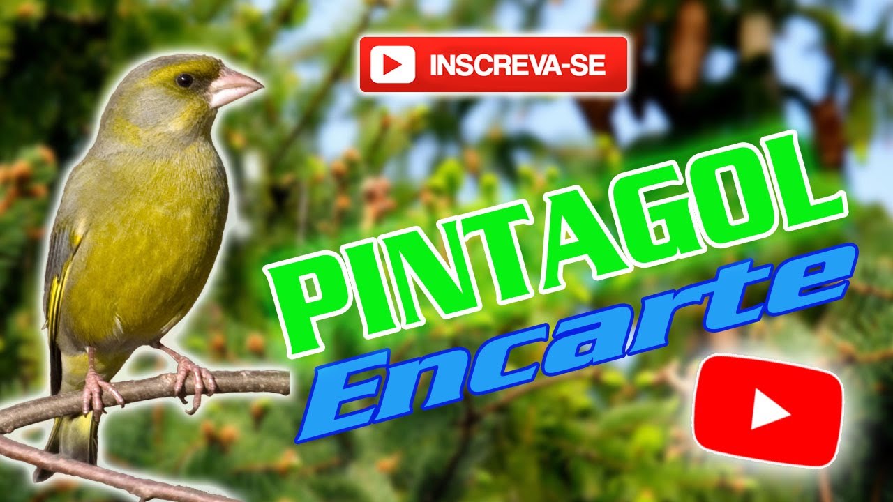 🐦CANTO DO PINTAGOL PARA ENCARTE E ENSINAR PINTAGOL