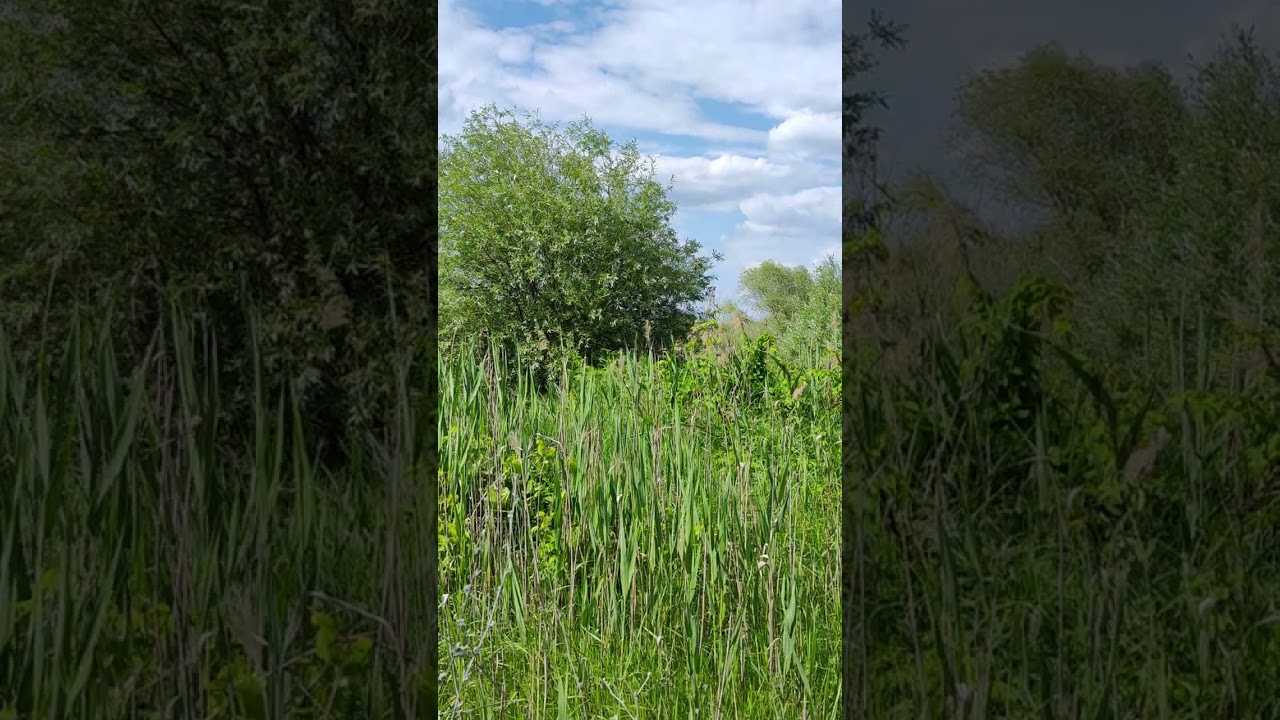 Peaceful place #nature #wildlife #vegetation #summer