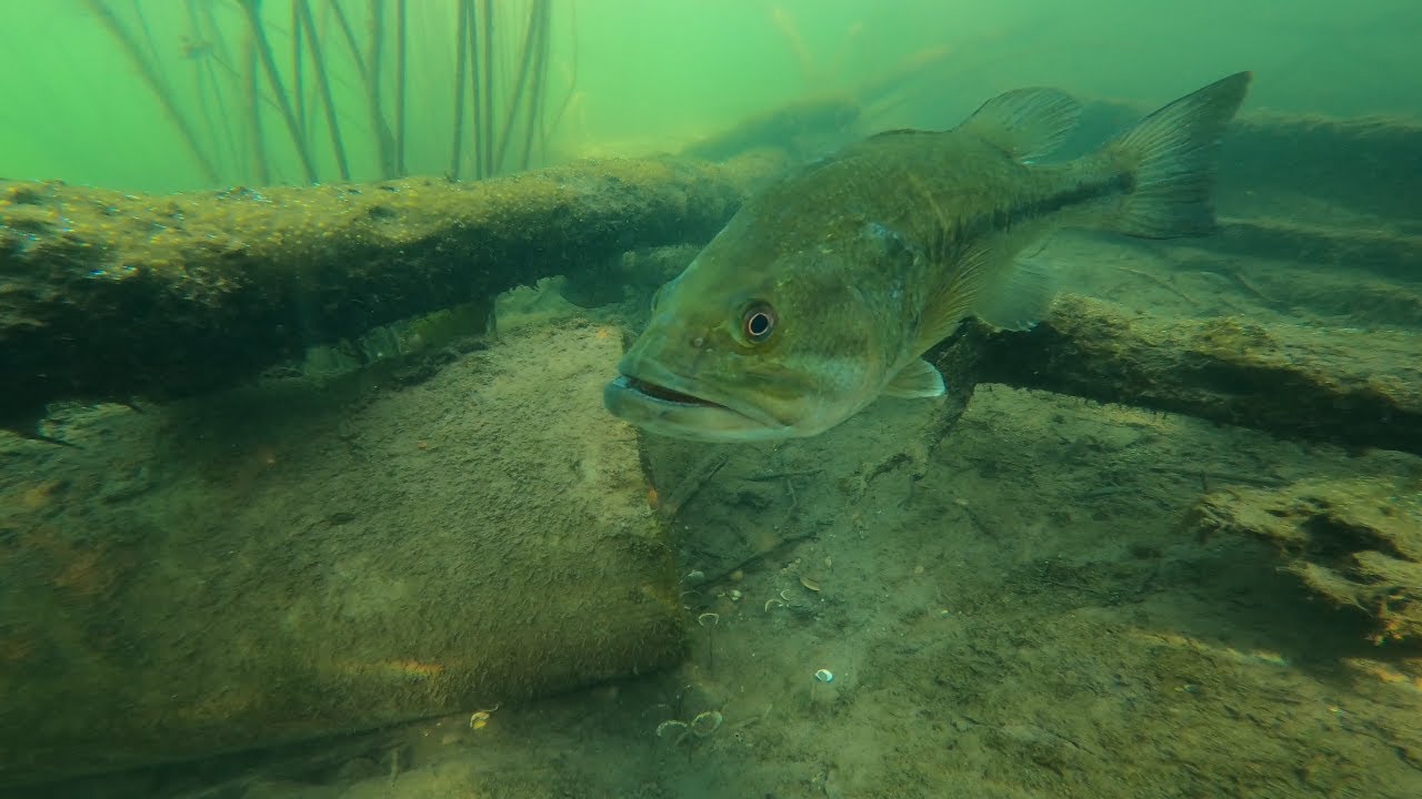 Super Clear Freshwater Snorkeling!!  (Big Fish)