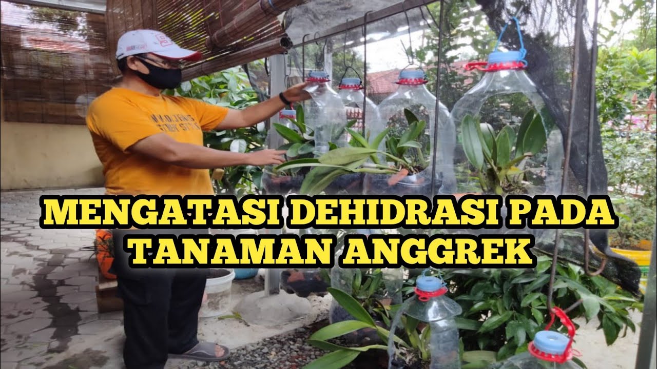 REPOTTING ANGGREK CATTLEYA DENGAN MENGGUNAKAN GALON BEKAS