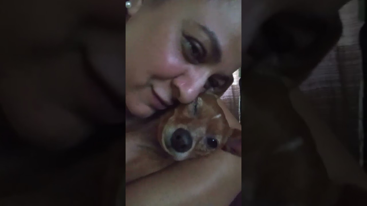 Que calor ♨️ hoje muito quente 🥵 eu e a shinha com ventilador na cara kk🤣🐕pra refresca 