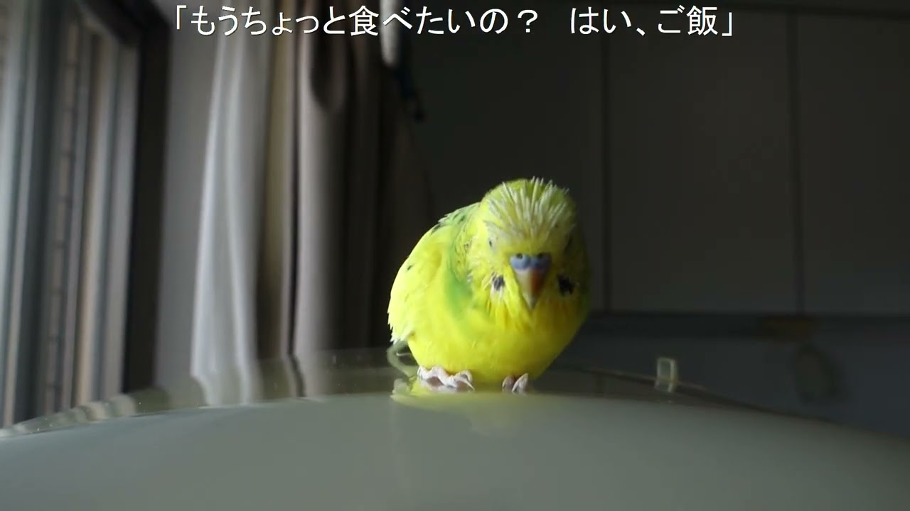 陽気ゆえ?言いたい放題になったセキセイインコ、チャッピー　Chappy became completely outspoken because the weather felt like spring