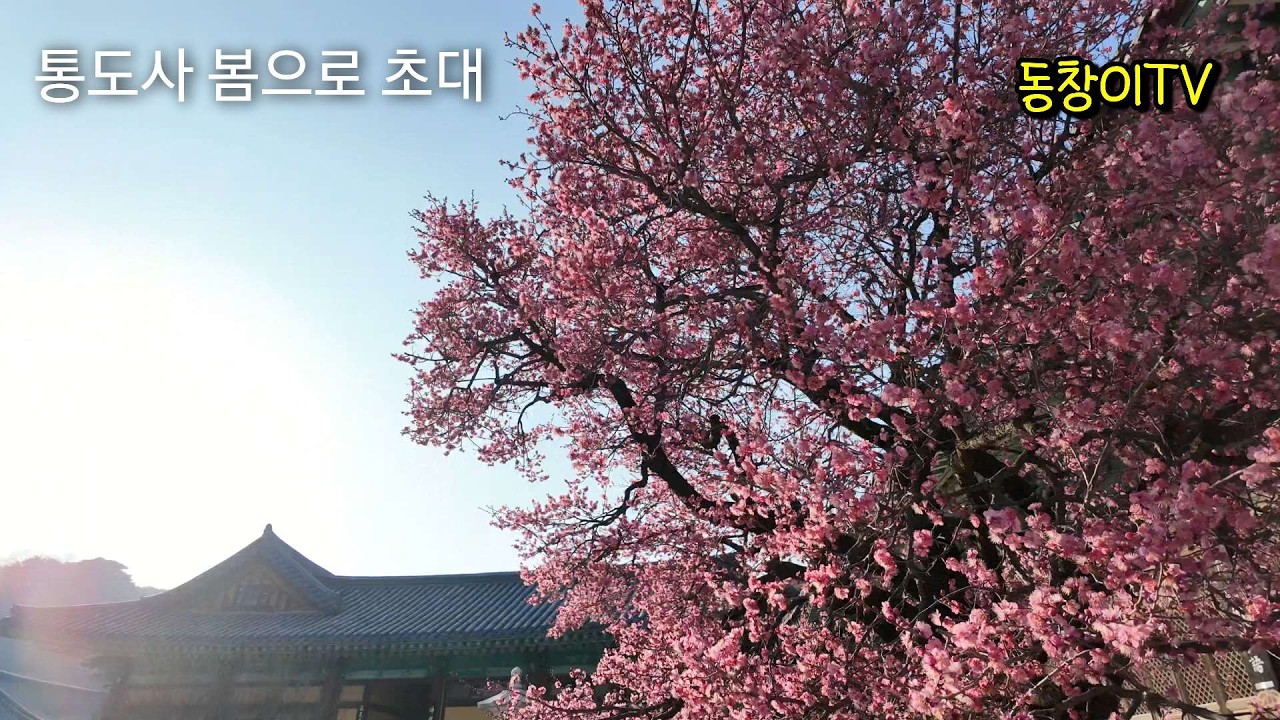 양산 통도사 봄으로의 초대 ,자장매,홍매화(2026.2.20)