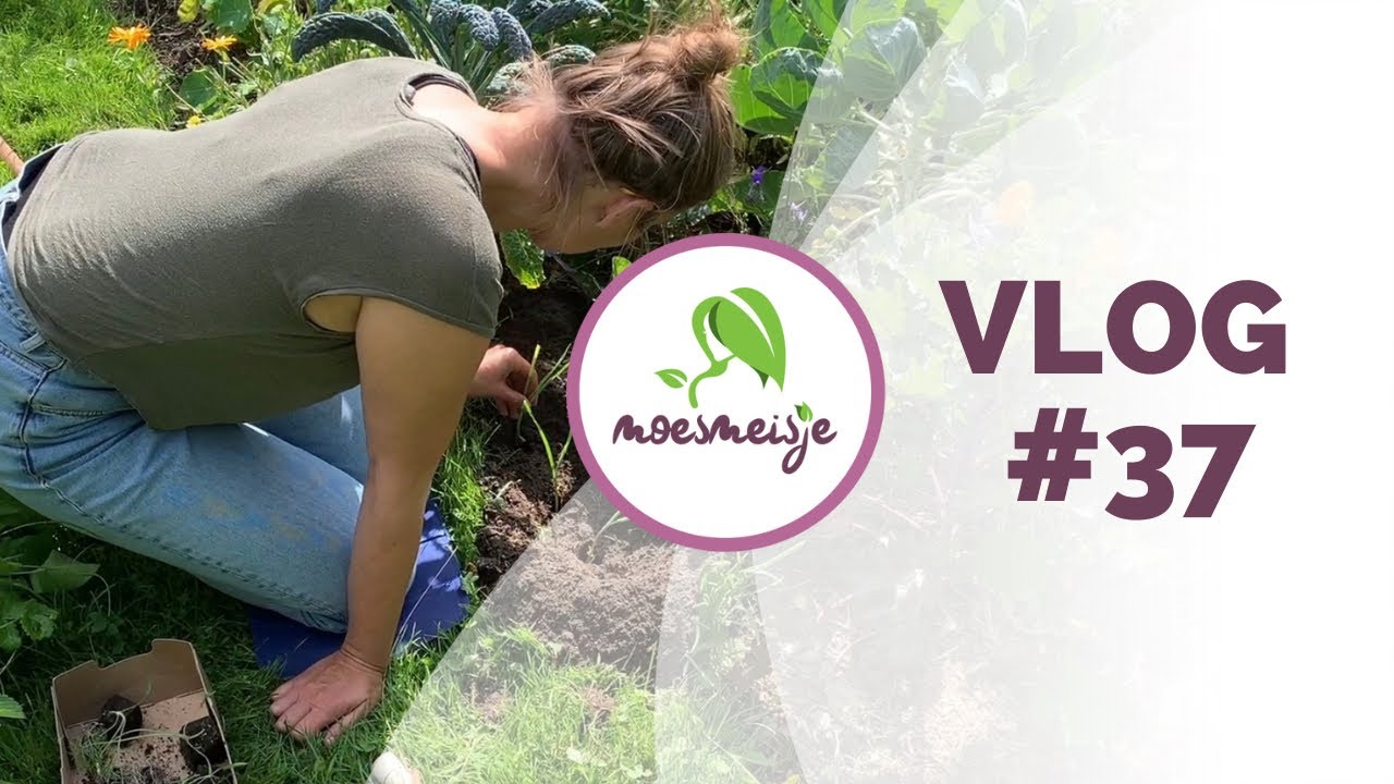 MOESTUIN VLOG #37 | Prei planten, aardappel oogsten, extra knolvenkel erin en groenbemesters zaaien