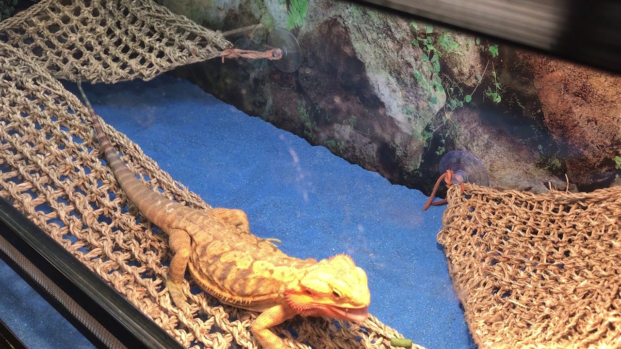 Reptology by Penn-Plax Lizard Loungers