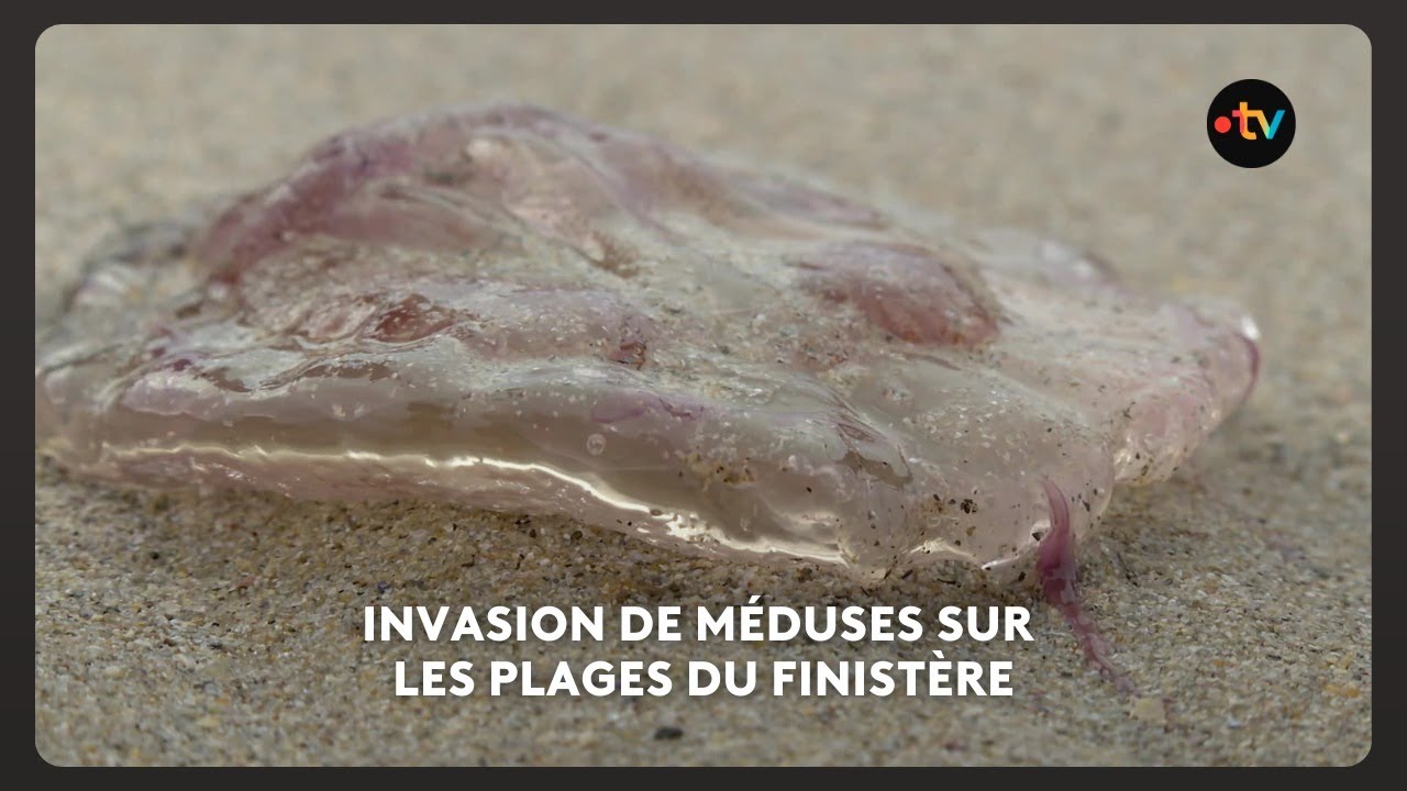 Invasion de m&eacute;duses sur les plages du Finist&egrave;re