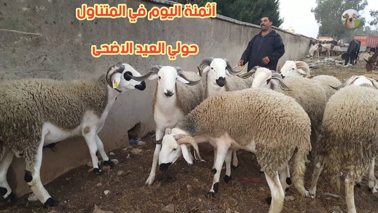 سوق اربعاء اولاد سعيد سطات شاوية03/05/2023 مع ثمن حولي عيد الكبير