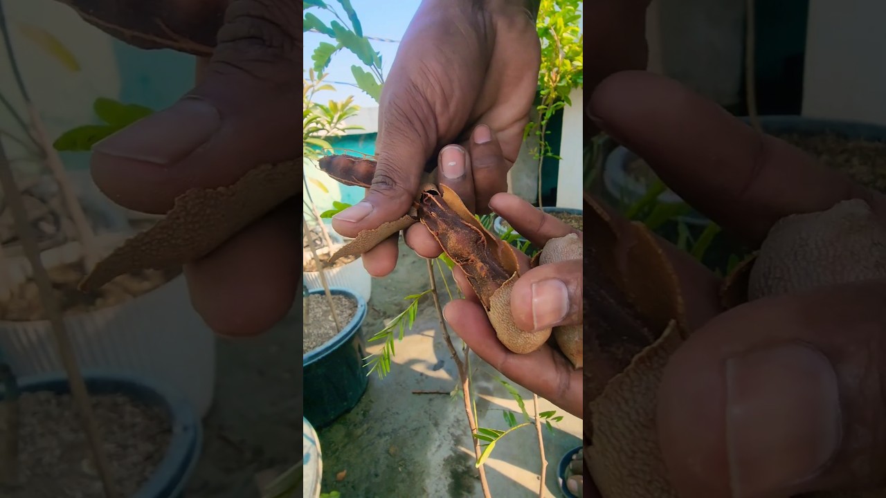 Sweet tamrind fruits harvesting #sweetimli #sweet #tamarind #thaifruit #fruit #harvesting #shorts