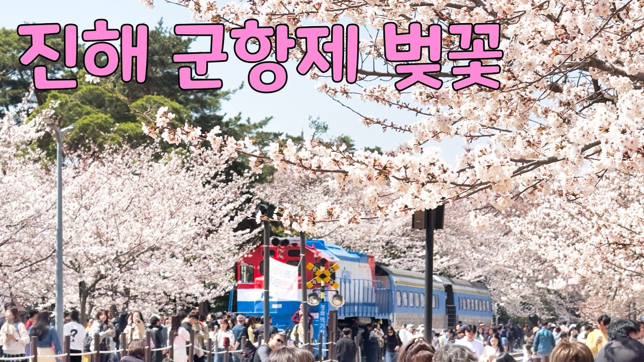진해 군항제 벚꽃 만개,  여좌천 경화역 벚꽃 축제 실시간 현황