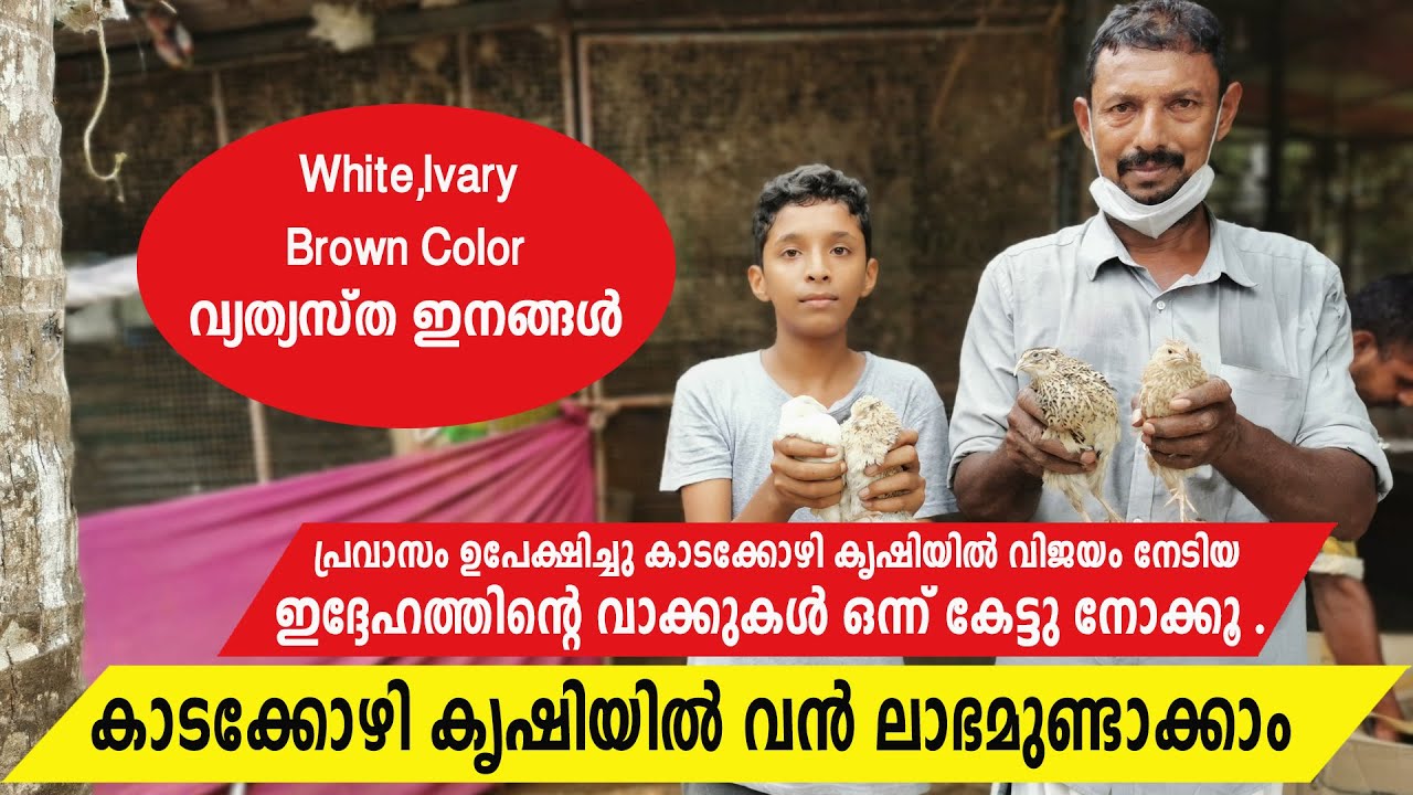 കാടക്കോഴി കൃഷിയിൽ വൻ ലാഭമുണ്ടാക്കാം | കാടക്കോഴി വളർത്തൽ അറിയേണ്ടതെല്ലാം | Quail Farming