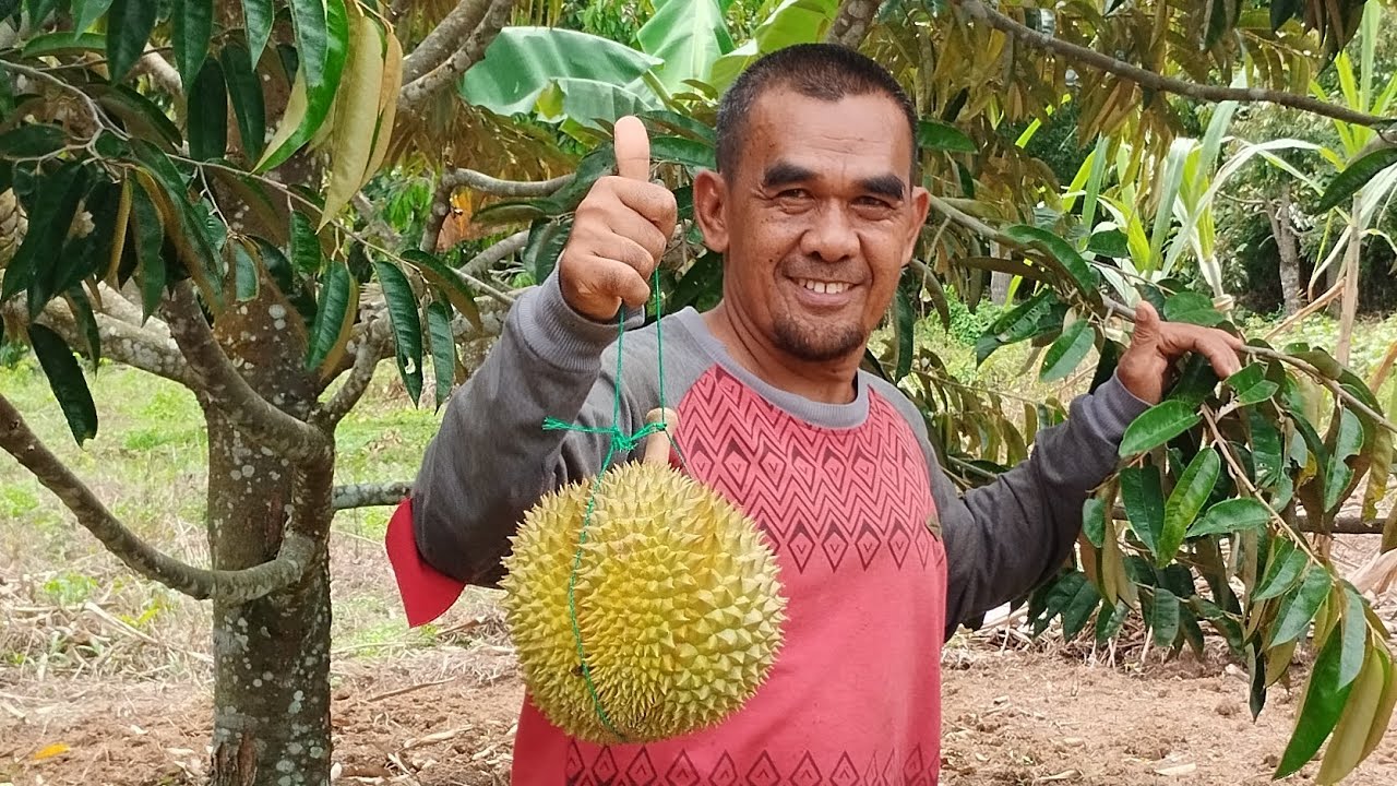 Pengairan kebun durian