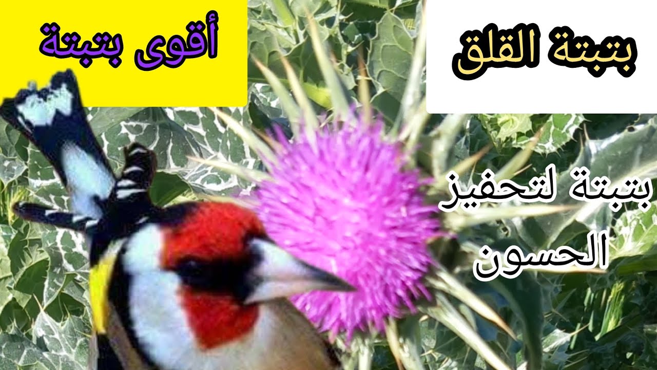 أقوى بتبتة لتحفيز الحسون على التغريد