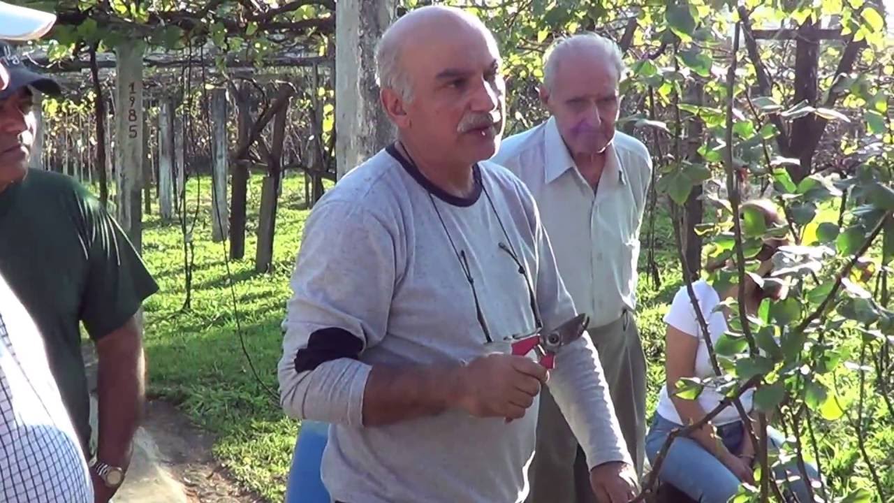 329 ) - COMO SE FAZ A  PODA DA ROSEIRA – FERRAZ DE VASCONCELOS    SP   464