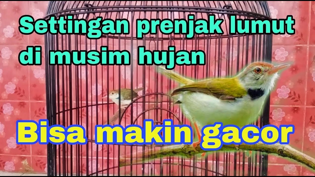 Perawatan prenjak lumut di musim hujan || settingan ini bisa makin gacor