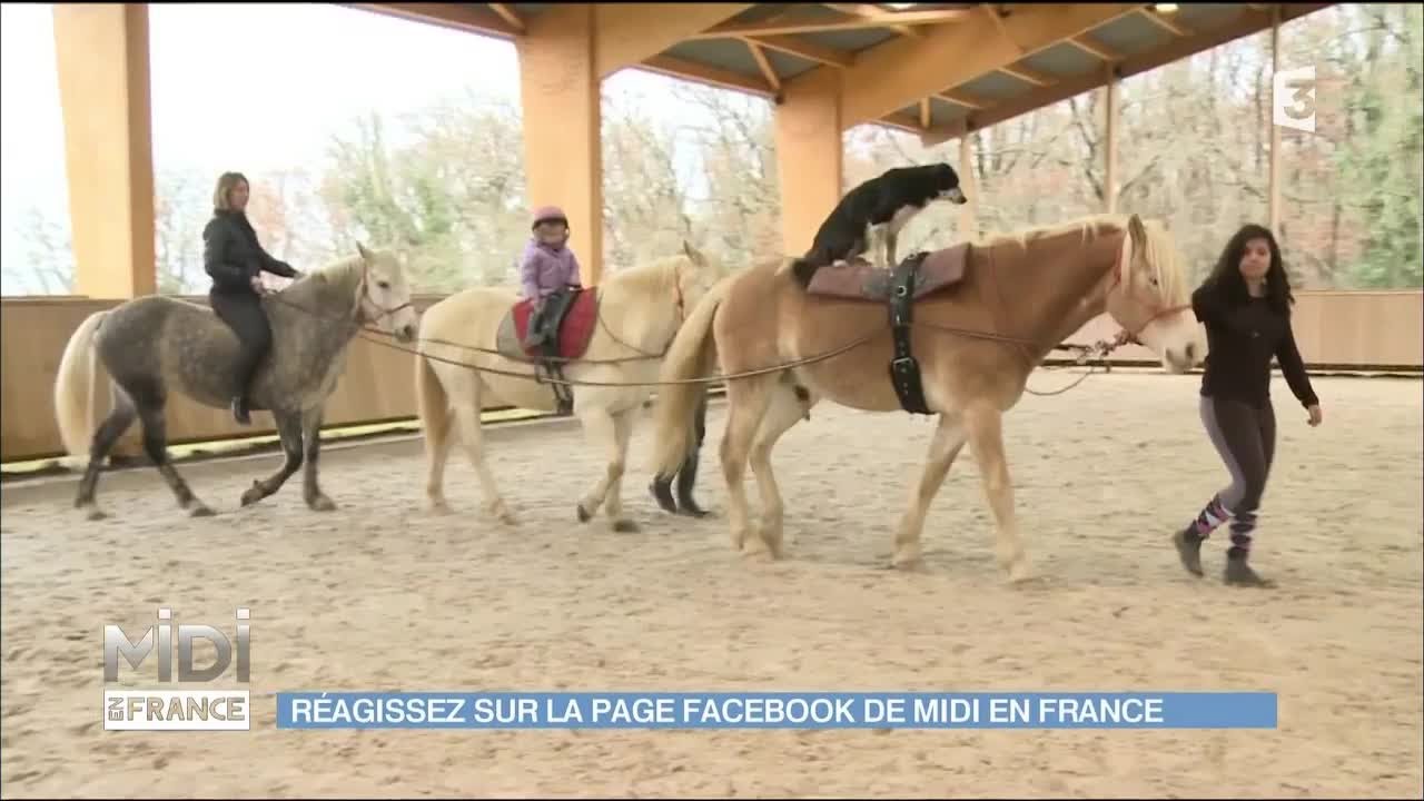 Easy, le chien qui fait du cheval