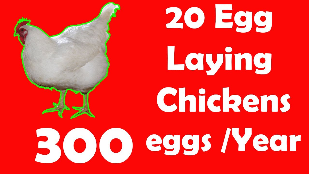 20 Best Egg Laying Chicken (Hen) Breeds | Up to 300 Eggs per year