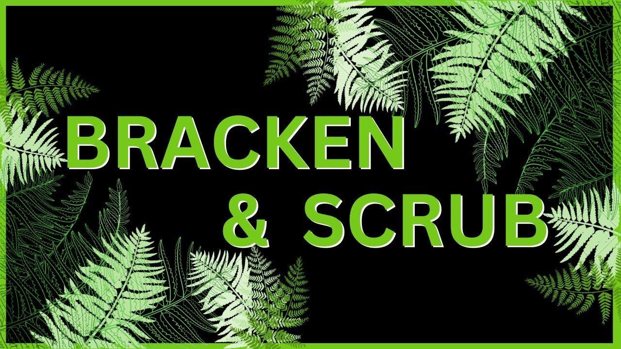 Nearly Wild Camping - Bracken and Scrub