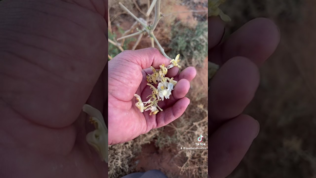 بعض النباتات بالماء المالح ٤٥٠٠