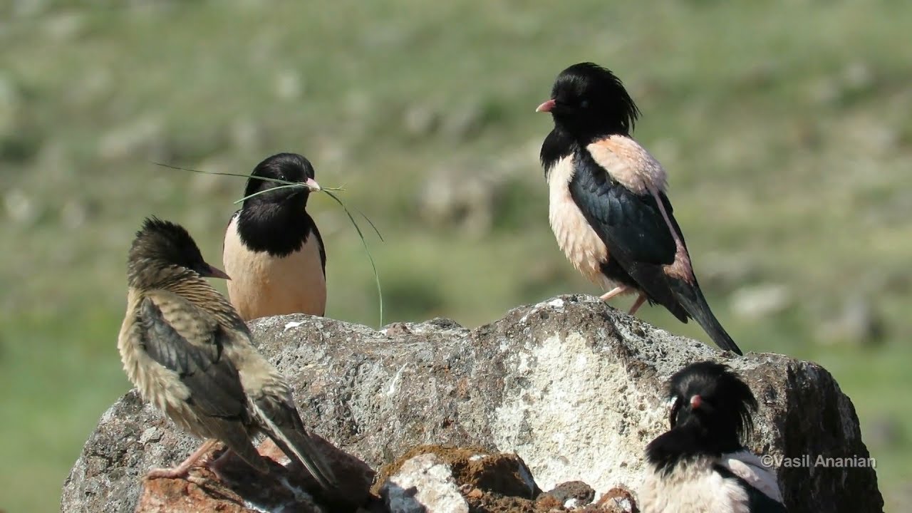 Rosy Starling - Pastor roseus, breeding colony, Armenia