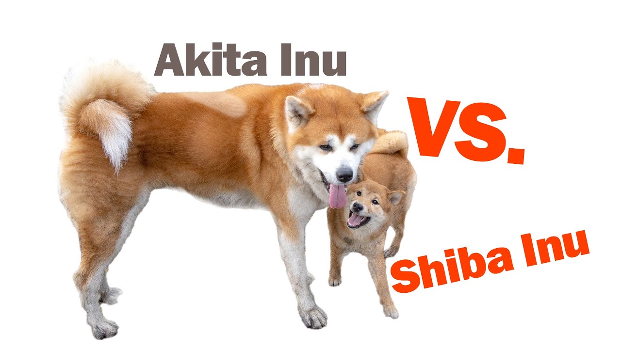 Shiba Inu Vs. Akita