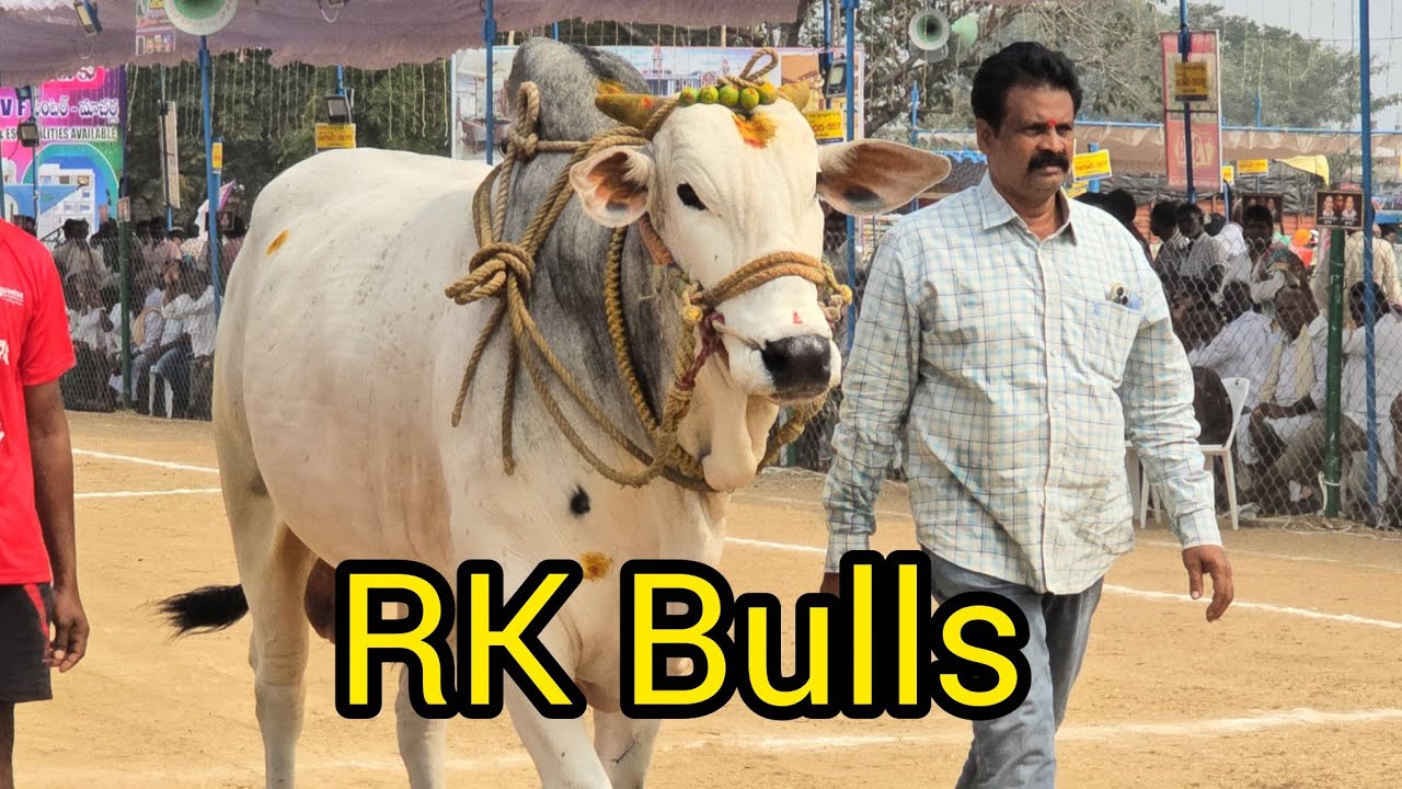 రెంటచింతల సబ్ జూనియర్స్ 3జత.RK.Bulls అత్తోట శిరీష చౌదరి శివకృష్ణ చౌదరి గారు వేటపాలెం