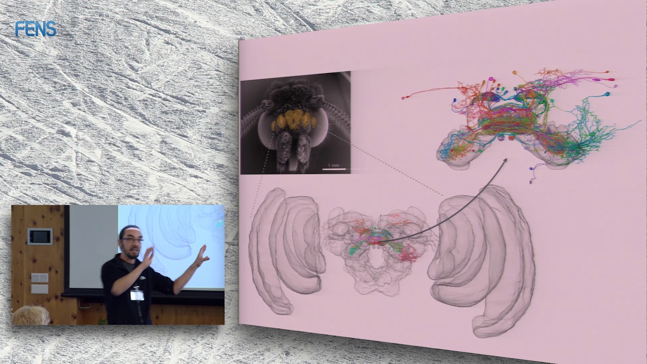 Stanley Heinze on The insect central complex - a conserved brain center for navigation